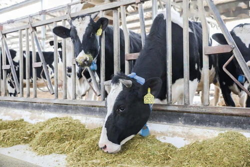 青島，雀巢為你傾倒——液體壁紙的藝術(shù)與生活